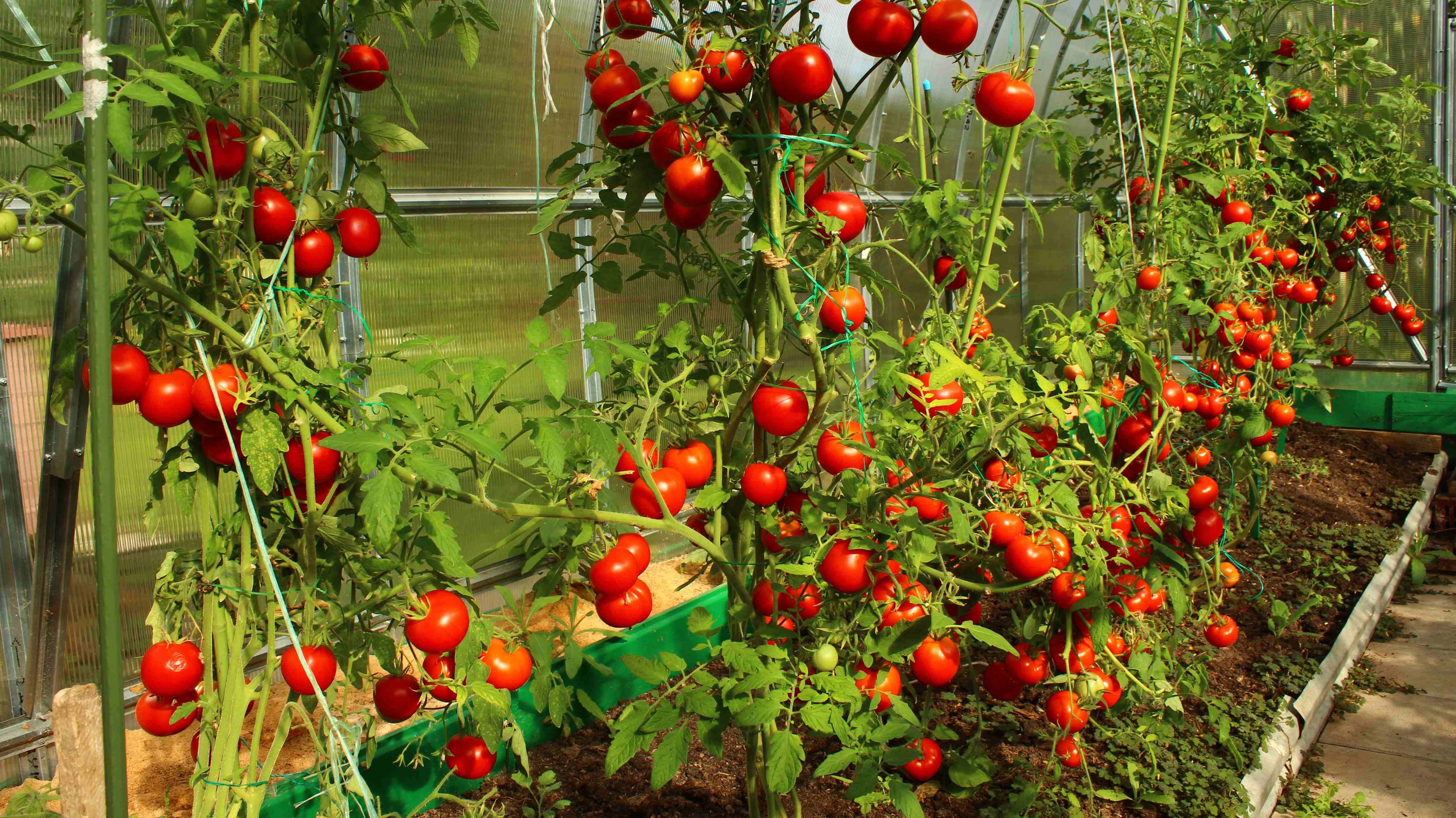  Tomate 3